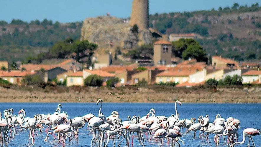 La Mouette Qui Miaule Appartement Gruissan Buitenkant foto